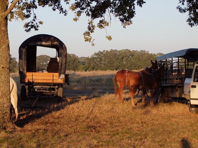 017-Mules.jpg