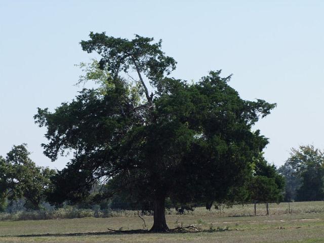 041-Tree.jpg