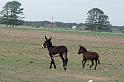 Kings-Kowboys-Monaville-11-19-2011-019