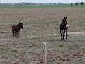 Kings-Kowboys-Monaville-11-19-2011-023