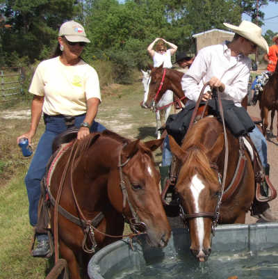 Great Quarter Horse