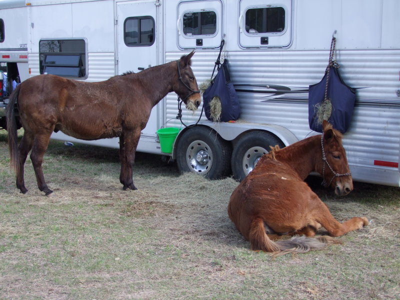 094-Mules.jpg