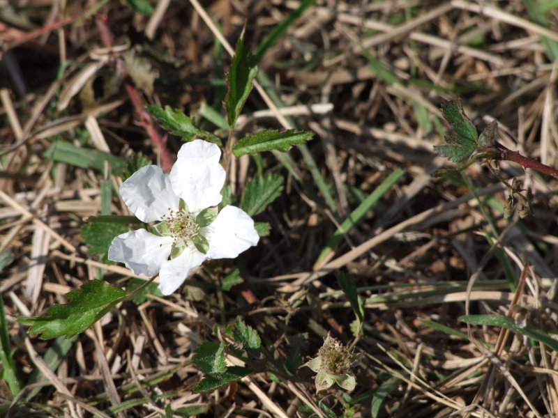 117-Wildflower.jpg
